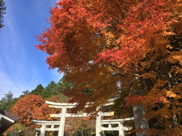 11月5日【自然のエネルギーに癒される三峯神社】ツアー